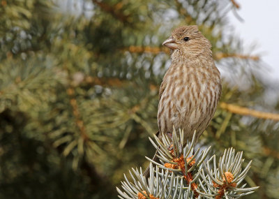 House Finch 2018-03-21