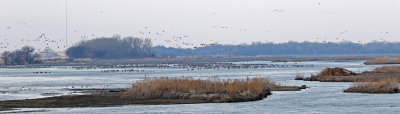 Sandhill Crane 2018-03-23