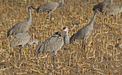 Sandhill Crane 2018-03-23