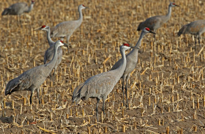 Sandhill Crane 2018-03-23