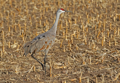 Sandhill Crane 2018-03-23