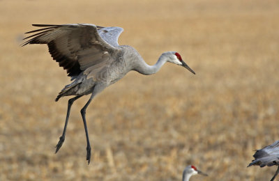 Sandhill Crane 2018-03-23