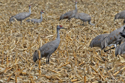 Sandhill Crane 2018-03-23