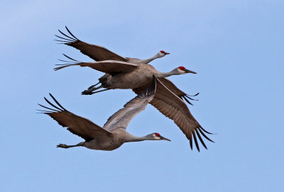 Sandhill Crane 2018-03-23