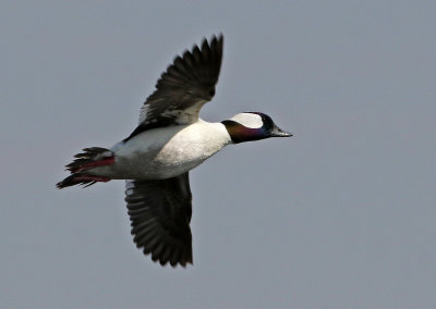 Bufflehead 2018-03-23