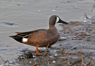 Blue-winged Teal 2018-03-23