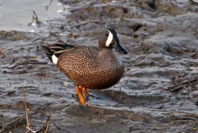 Blue-winged Teal 2018-03-23