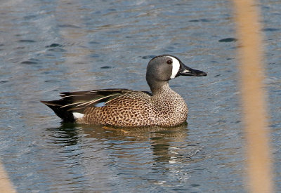 Blue-winged Teal 2018-03-23