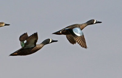 Blue-winged Teal 2018-03-23