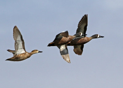 Blue-winged Teal 2018-03-23