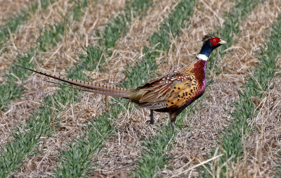 Ring-necked Pheasant 2018-03-23