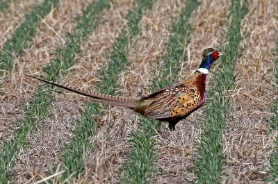 Ring-necked Pheasant 2018-03-23