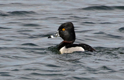 Ring-necked Duck 2018-03-23