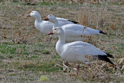Snow Goose 2018-03-23