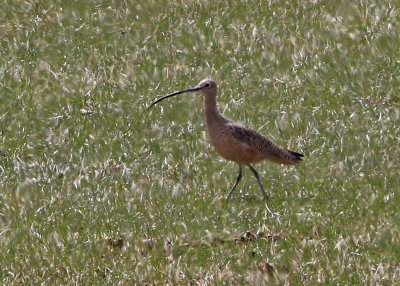 Long-billed Curlew 2018-04-07