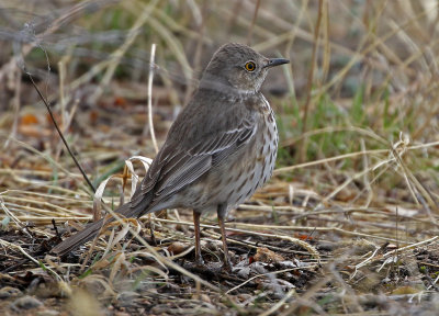 Sage Thrasher 2018-04-07