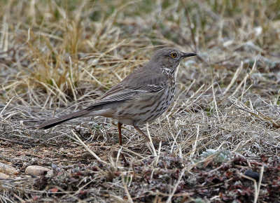 Sage Thrasher 2018-04-07