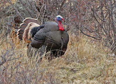 Wild Turkey 2018-04-07