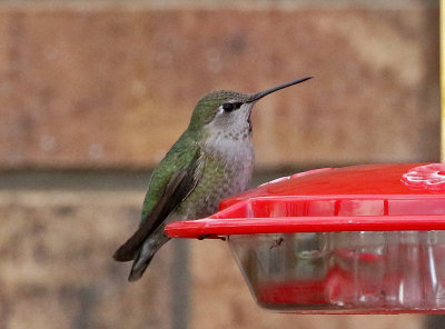 Anna's Hummingbird 2018-04-12