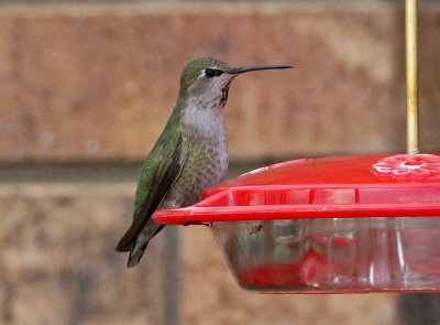 Anna's Hummingbird 2018-04-12