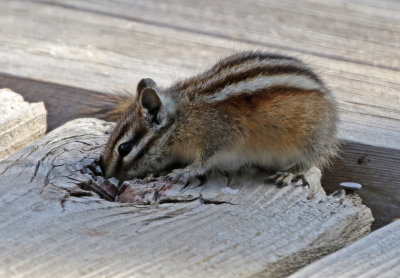 Least Chipmunk 2018-04-14