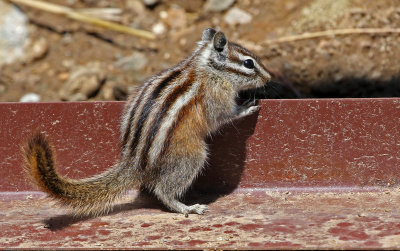 Least Chipmunk 2018-04-22