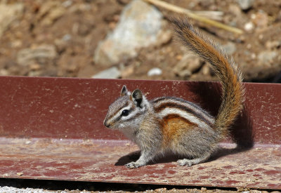Least Chipmunk 2018-04-22