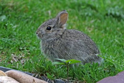 Eastern Cottontail 2018-05-13