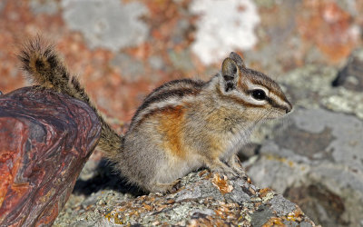 Least Chipmunk 2018-04-28