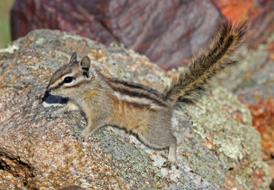 Least Chipmunk 2018-04-28