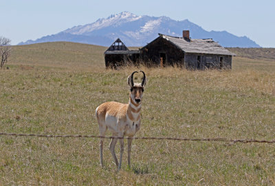 Pronghorn 2018-04-27