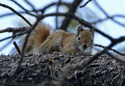 Red Squirrel 2018-04-28