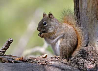 Red Squirrel 2018-04-28