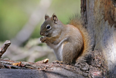 Red Squirrel 2018-04-28