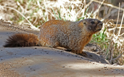 Yellow-bellied Marmot 2018-04-14