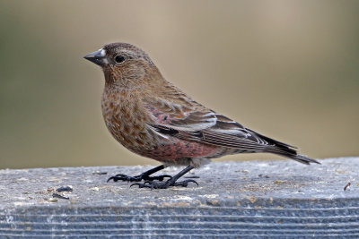 Brown-capped Rosy-Finch 2018-04-07