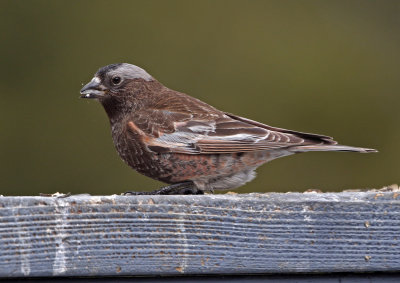 Black Rosy-Finch 2018-04-07