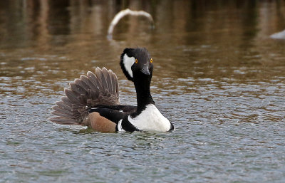 Hooded Merganser 2018-04-08