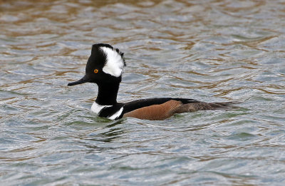 Hooded Merganser 2018-04-08