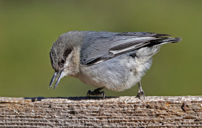 Pygmy Nuthatch 2018-04-14