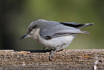 Pygmy Nuthatch 2018-04-14