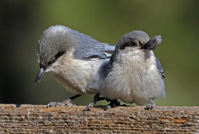 Pygmy Nuthatch 2018-04-14