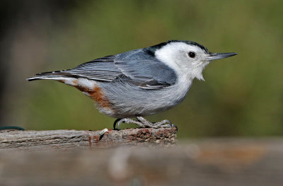 White-breasted Nuthatch 2018-04-14
