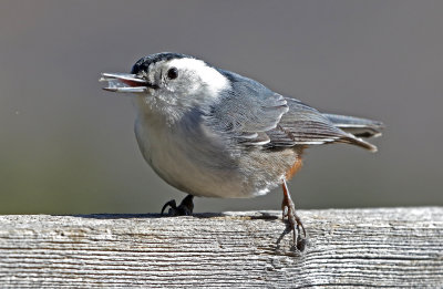 White-breasted Nuthatch 2018-04-14