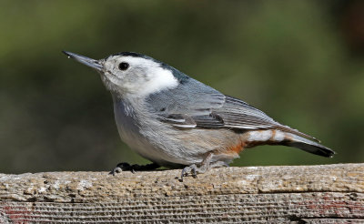 White-breasted Nuthatch 2018-04-14