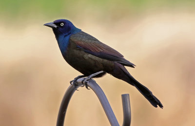 Common Grackle 2018-04-15