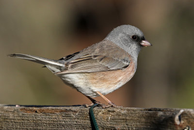 Dark-eyed Junco 2018-04-15