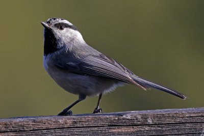 Mountain Chickadee 2018-04-15