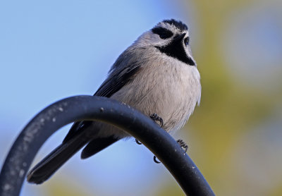 Mountain Chickadee 2018-04-15
