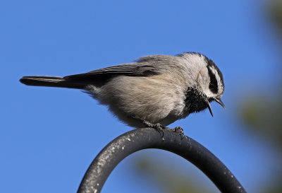 Mountain Chickadee 2018-04-15